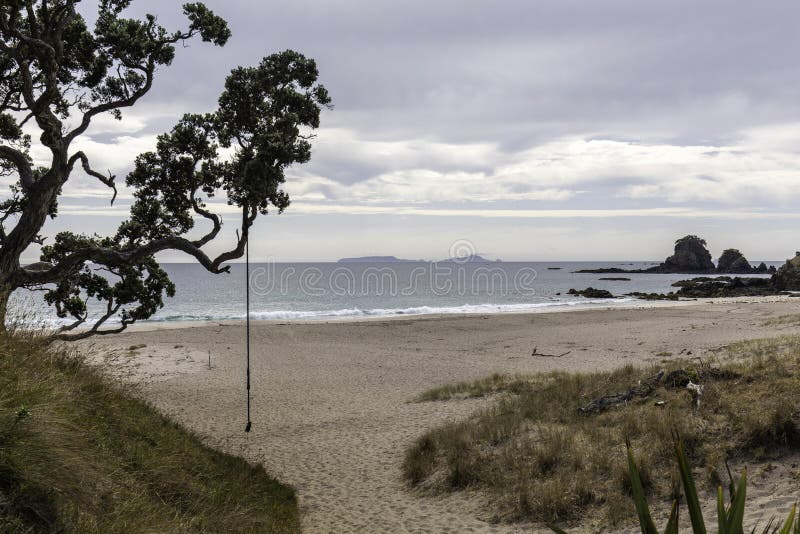 Iconic Rope Swing NZ stock photo. Image of pohutukawa 177068660