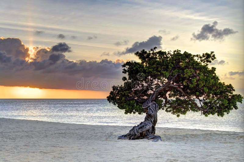 Iconic Wedding Trees längs Eagle Beach vid solnedgången i Aruba arkivfoto Iconic Wedding Trees längs Eagle Beach vid solnedgången i Aruba arkivfoto
