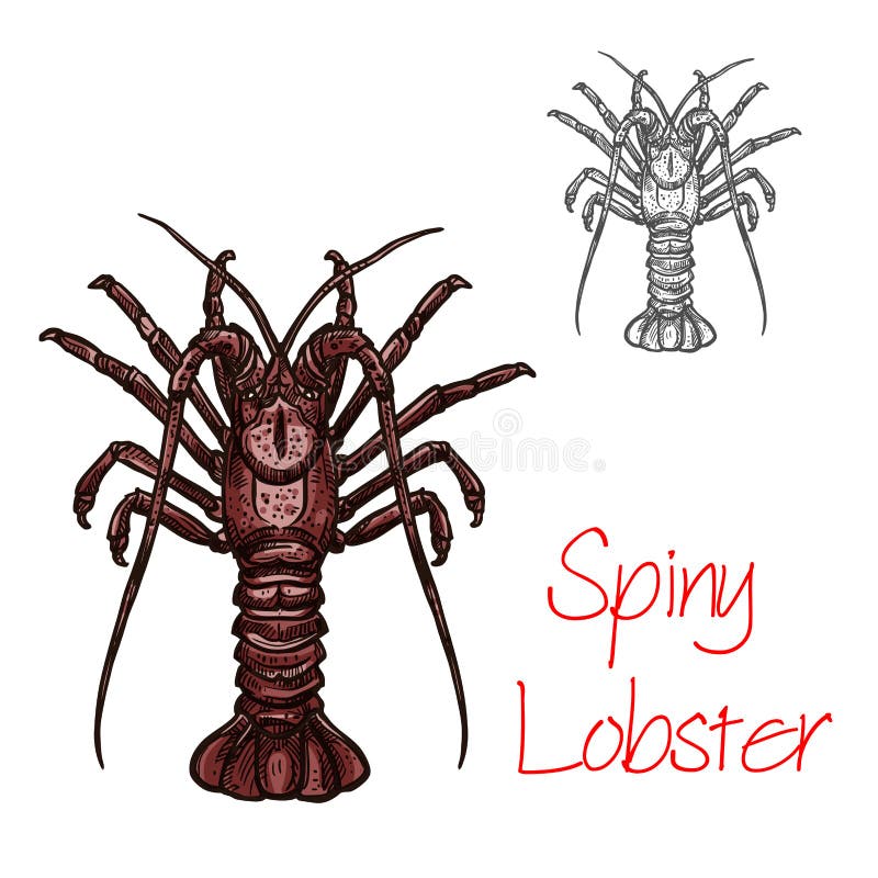 Icono de los mariscos del océano del vector de la langosta espinosa ilustración del vector Icono de los mariscos del océano del vector de la langosta espinosa ilustración del vector