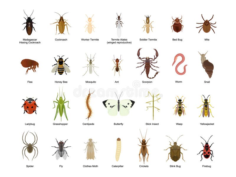 Icono del conjunto de dibujos animados de los vectores de insectos Escarabajo de insecto de ilustración vectorial Icono de carica ilustración del vector