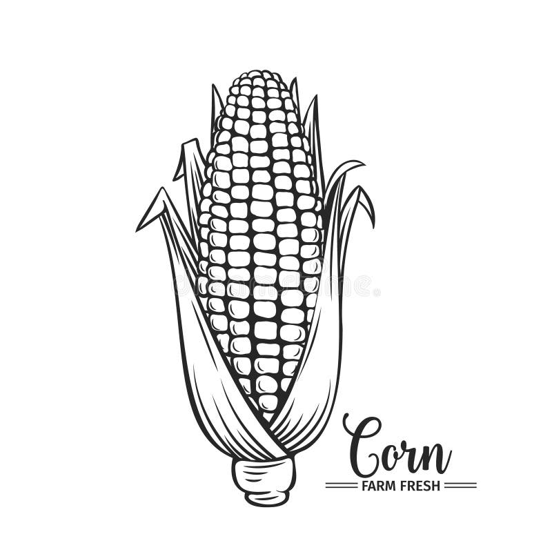 Icono dibujado mano del maíz ilustración del vector Icono dibujado mano del maíz ilustración del vector
