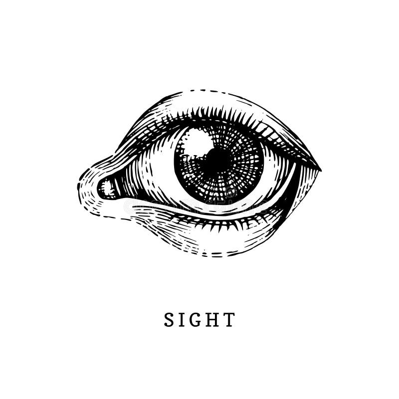 Icono dibujado mano del sentido humano de la vista en estilo grabado El ejemplo del vector de sirve el ojo libre illustration Icono dibujado mano del sentido humano de la vista en estilo grabado El ejemplo del vector de sirve el ojo libre illustration