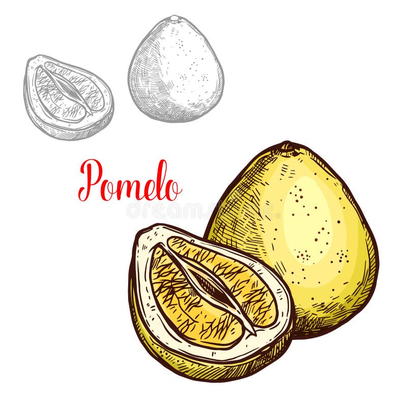 Icono exótico de la fruta del bosquejo del vector del pomelo libre illustration Icono exótico de la fruta del bosquejo del vector del pomelo libre illustration