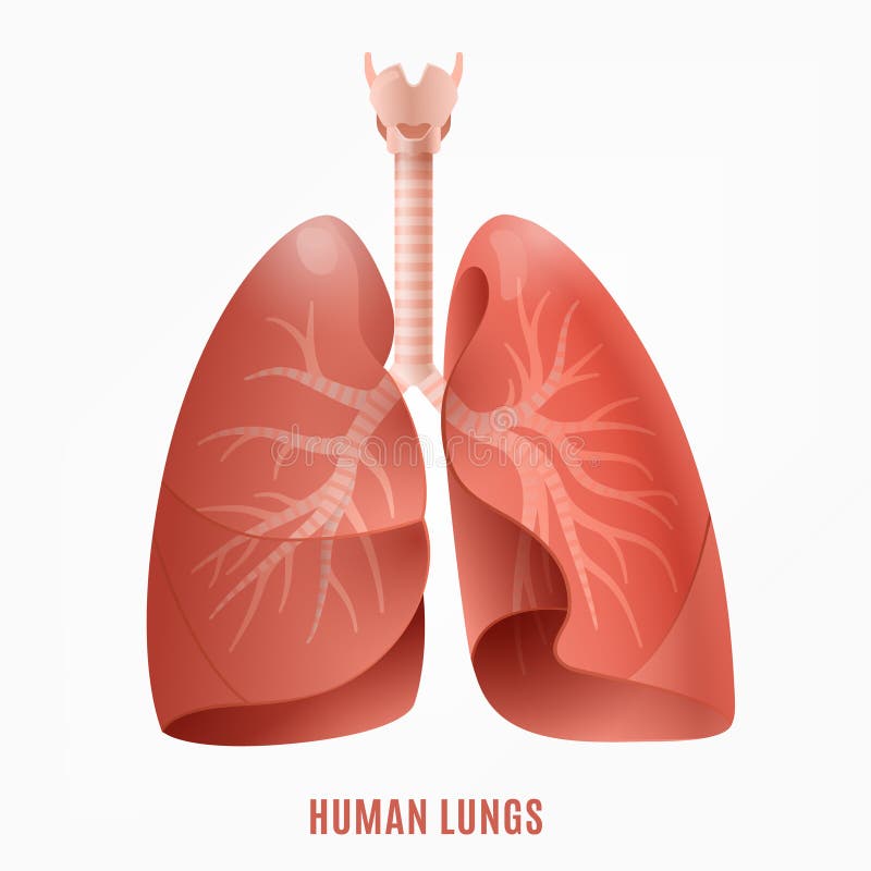 Icono humano de los pulmones stock de ilustración Icono humano de los pulmones stock de ilustración