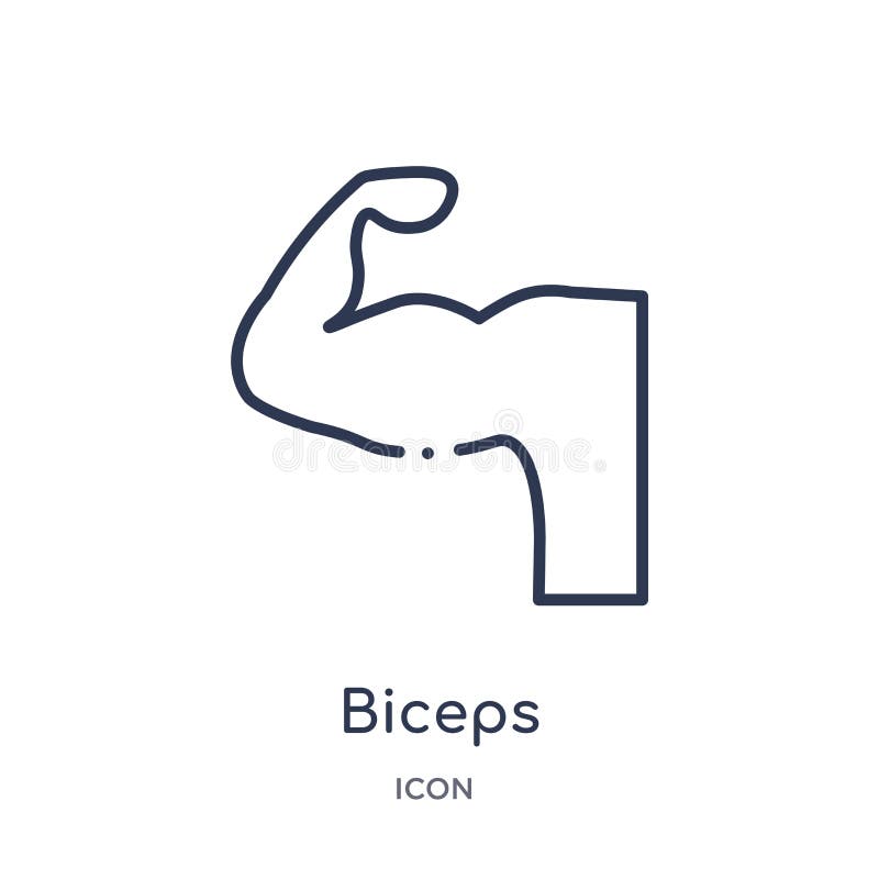 Icono linear del bíceps de la colección del esquema de la salud Línea fina icono del bíceps aislado en el fondo blanco ejemplo de ilustración del vector Icono linear del bíceps de la colección del esquema de la salud Línea fina icono del bíceps aislado en el fondo blanco ejemplo de ilustración del vector