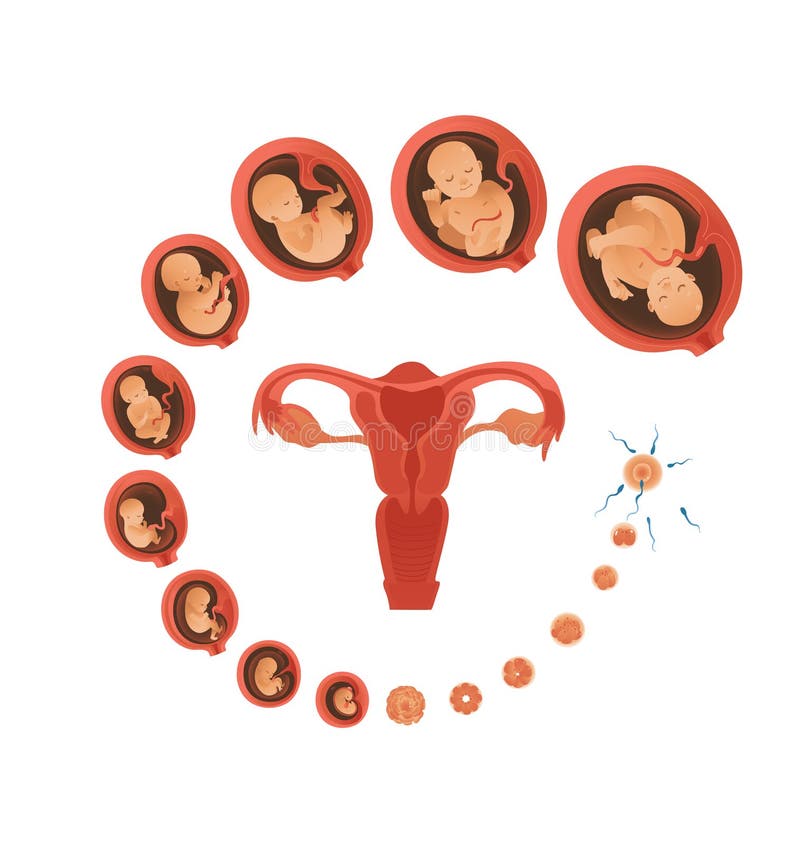 Icono Plano Del Círculo Del Desarrollo Del Embrión Humano Del Vector  Ilustración del Vector - Ilustración de círculo, embrión: 135322637