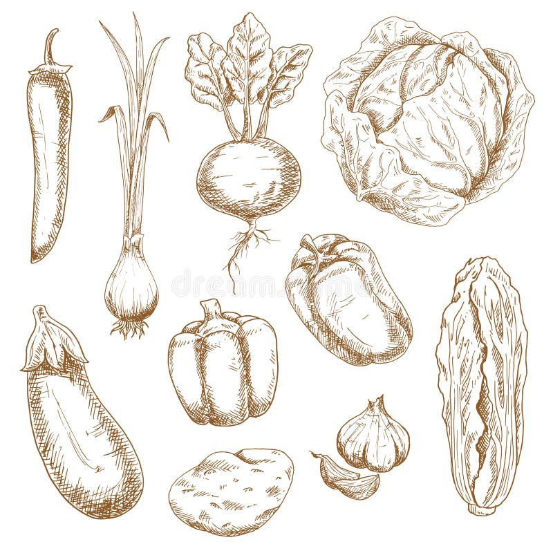 Iconos del bosquejo de las verduras de la granja y del jardín stock de ilustración Iconos del bosquejo de las verduras de la granja y del jardín stock de ilustración