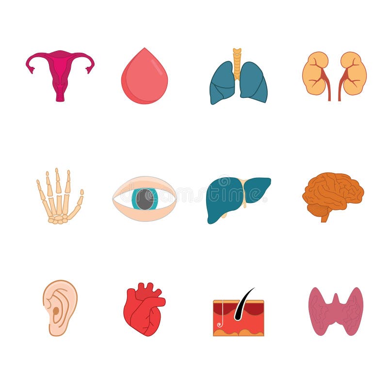 Iconos del vector del órgano humano Sistema limpio, moderno del icono de la anatomía libre illustration