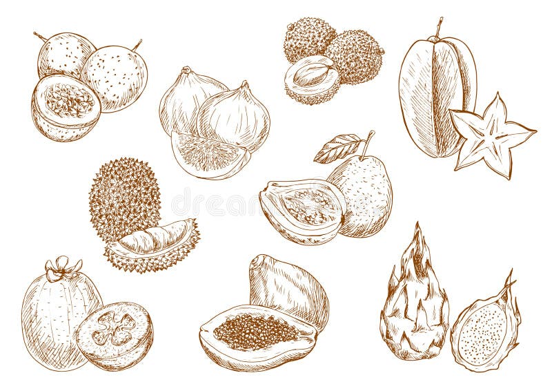 Iconos exóticos dulces y jugosos del bosquejo de las frutas ilustración del vector Iconos exóticos dulces y jugosos del bosquejo de las frutas ilustración del vector