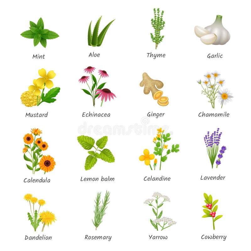 Iconos Planos De Las Plantas Medicinales De Las Hierbas Fijados Ilustración  del Vector - Ilustración de negocios, tomillo: 68747368