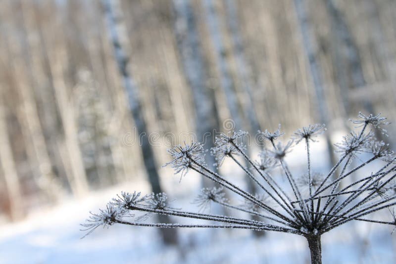 Icy dry plant