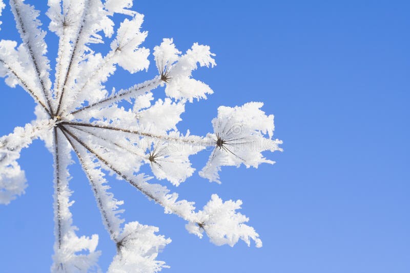 Icy flower stock image. Image of snow, winter, flower 12141935
