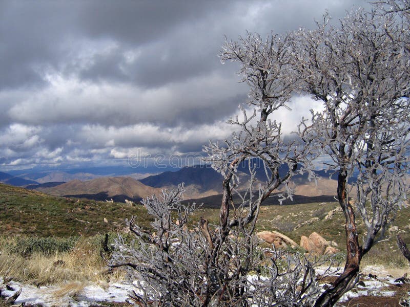 Icy manzanita with desert view