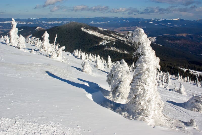 Icy pine trees against mountain landscape