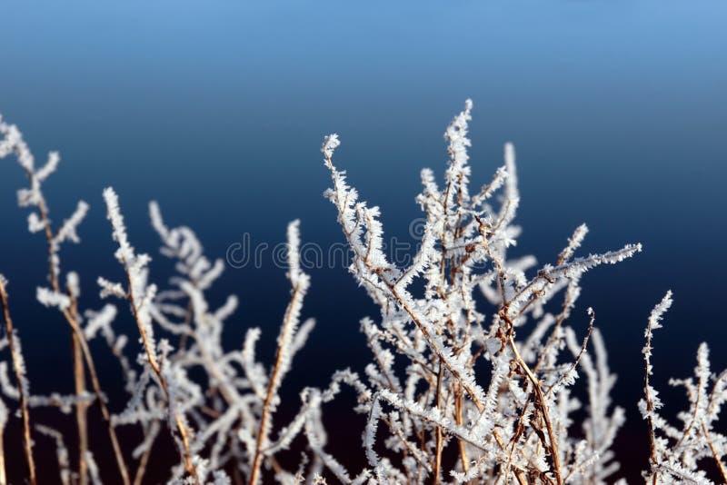 Icy twigs and branches in frosty snow against blue