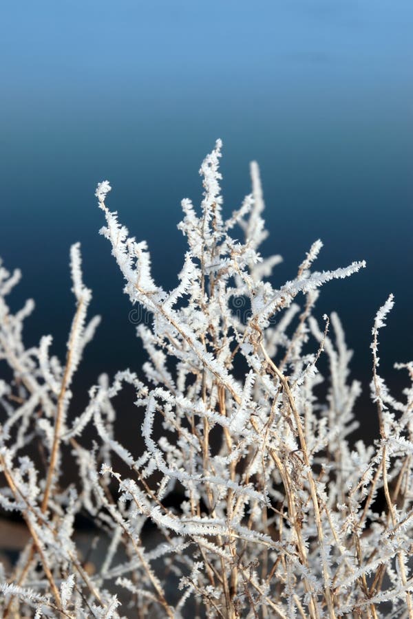 Icy twigs and branches in snow against blue