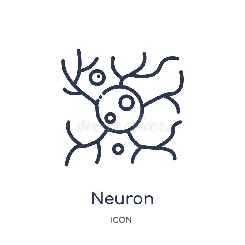 Icône linéaire de neurone de collection d'ensemble de pièces de corps humain Ligne mince icône de neurone d'isolement sur le fond illustration stock Icône linéaire de neurone de collection d'ensemble de pièces de corps humain Ligne mince icône de neurone d'isolement sur le fond illustration stock
