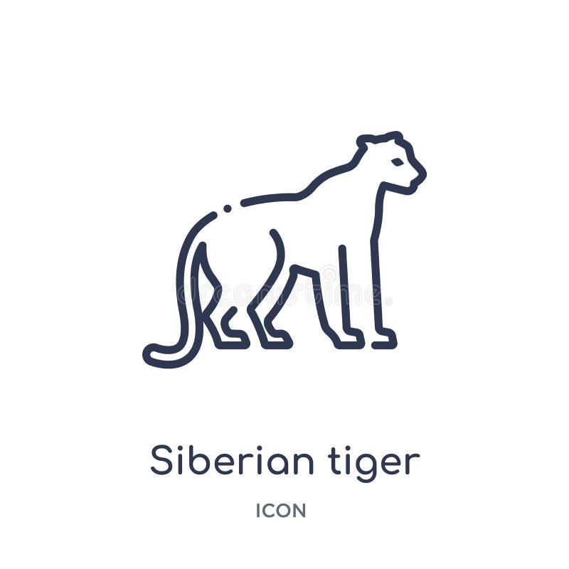 Icône linéaire de tigre sibérien des animaux et de la collection d'ensemble de faune Ligne mince vecteur de tigre sibérien d'isol illustration libre de droits Icône linéaire de tigre sibérien des animaux et de la collection d'ensemble de faune Ligne mince vecteur de tigre sibérien d'isol illustration libre de droits