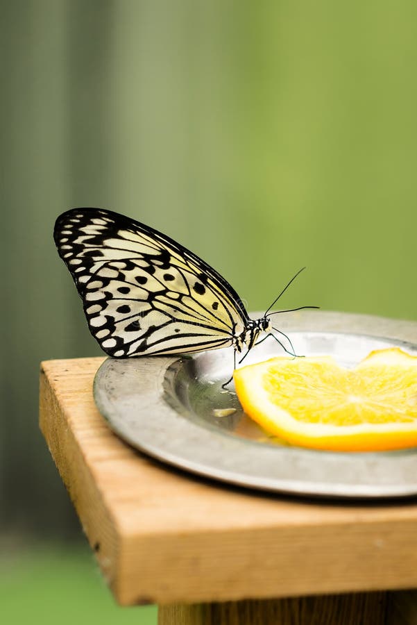 Idea Leuconoe Butterfly Eating Fruit on Green Background Stock Image