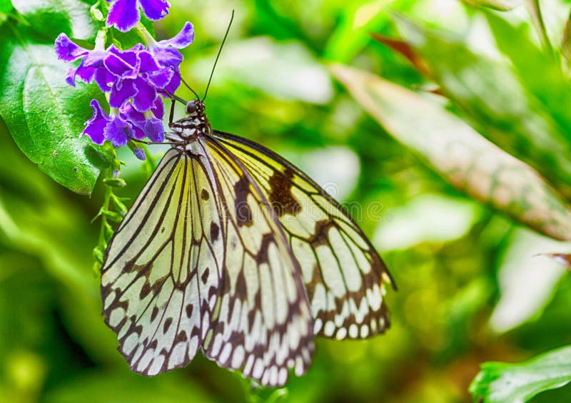 Idea leuconoe stock photos Idea leuconoe stock photos