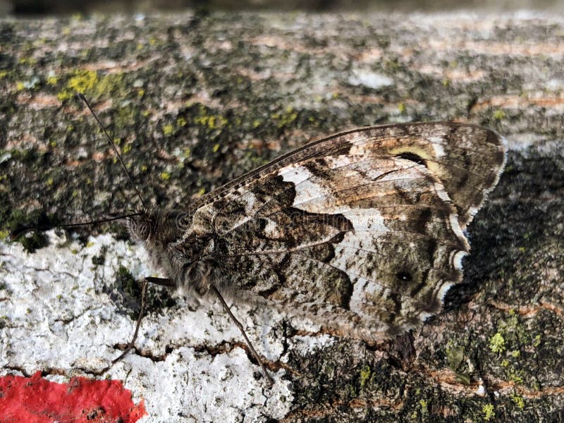 Idealna mimika motyla codziennego na korze drzewa w parku naturalnym ucka croatia savrscaron ena mimikrija dnevnog leptira
