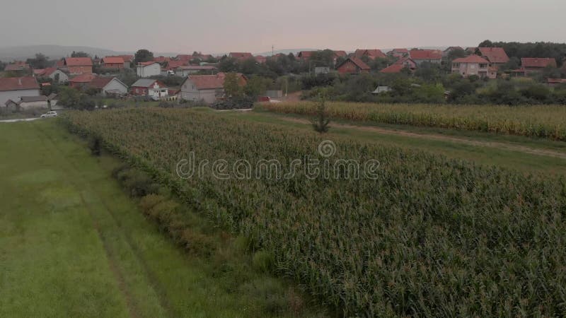 Ideia aérea dos campos do milho