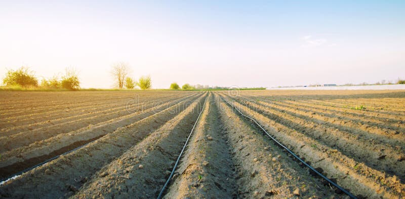 Ideia bonita do campo arado em um dia ensolarado Prepara??o para plantar vegetais agricultura Terra Seletivo macio fotografia de stock royalty free Ideia bonita do campo arado em um dia ensolarado Prepara??o para plantar vegetais agricultura Terra Seletivo macio fotografia de stock royalty free