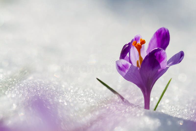 A ideia da mola de florescência da mágica floresce o açafrão que cresce da neve nos animais selvagens Luz solar surpreendente no