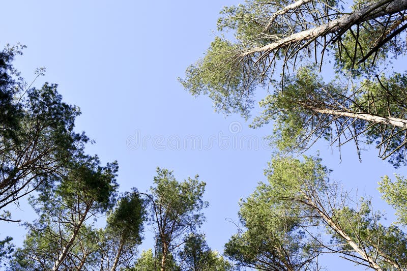 Ideia das partes superiores dos pinheiros em um dia ensolarado contra o céu claro azul Fundo Vista inferior fotos de stock Ideia das partes superiores dos pinheiros em um dia ensolarado contra o céu claro azul Fundo Vista inferior fotos de stock
