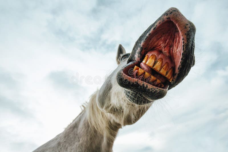 Foto de Cavalo Engraçado Branco Feliz Sorrindo Dentes A Rir e mais