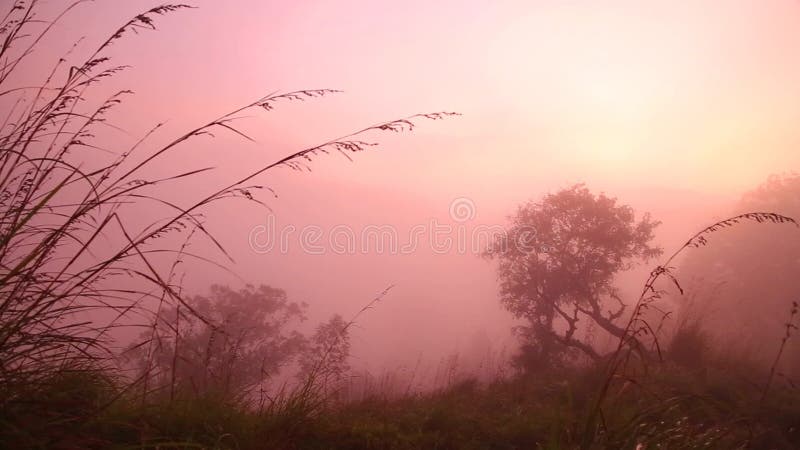 Ideia do nascer do sol nevoento no pico do Adam pequeno em Ella, Sri Lanka