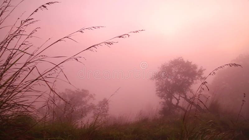 Ideia do nascer do sol nevoento no pico do Adam pequeno em Ella, Sri Lanka