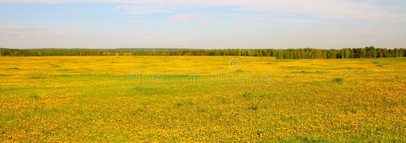 Ideia larga do campo de florescência amarelo fotografia de stock royalty free Ideia larga do campo de florescência amarelo fotografia de stock royalty free
