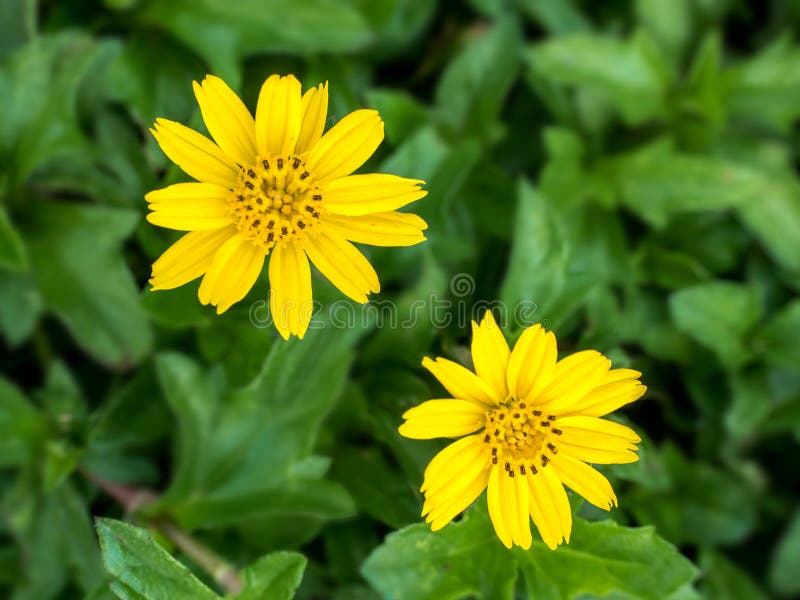 Ideia superior do fundo 02 das flores da grama verde e do dente-de-leão fotos de stock Ideia superior do fundo 02 das flores da grama verde e do dente-de-leão fotos de stock