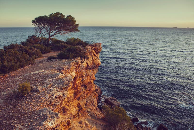 Idillic sea view with small pine on the rock in sunset light on Ibiza island - Image