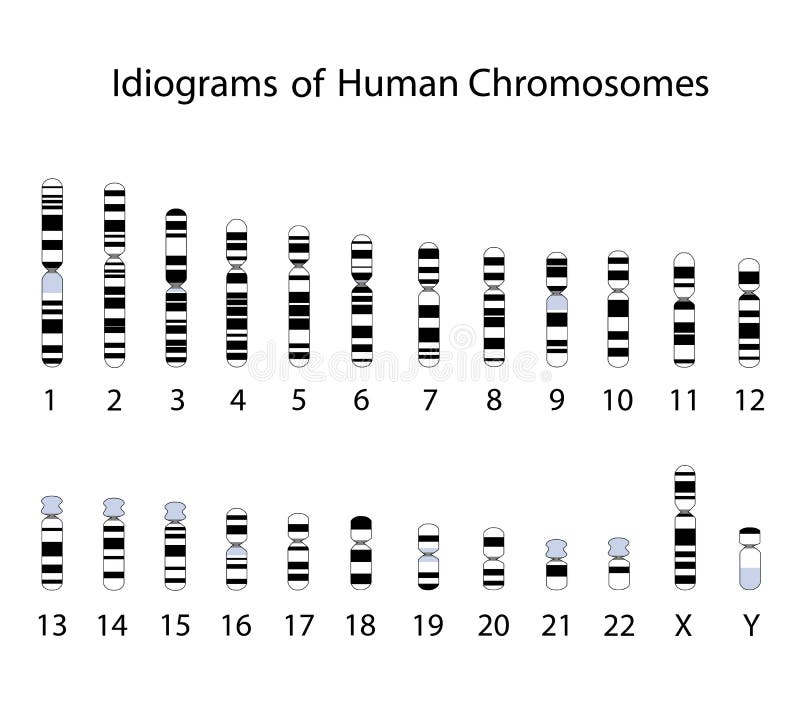 Idiogram humain de chromosome