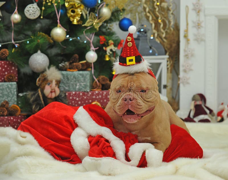 American Bully pocket time plaing Santa Claus. American Bully pocket time plaing Santa Claus