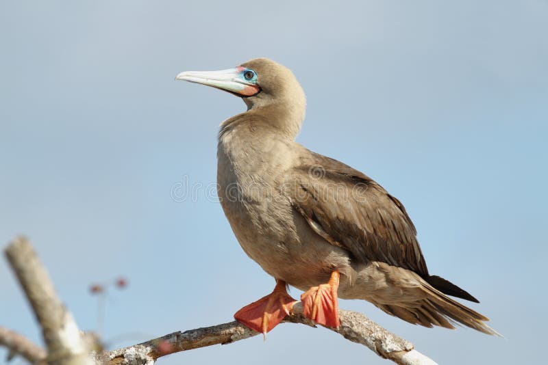 Fou à pieds rouges sur l'île Genovesa photos libres de droits