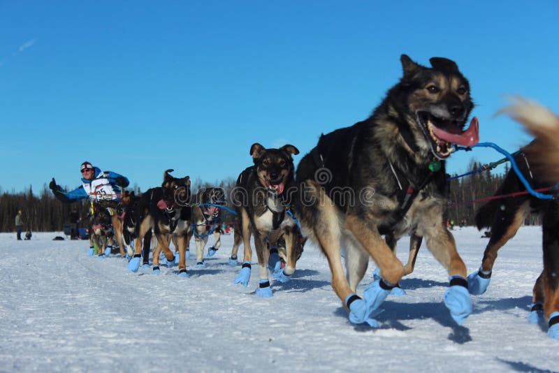 Iditarod dog sledding editorial stock photo. Image of willow 70096308