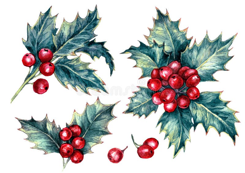 Idrocolorazione illustrazione delle bacche olose isolate su bianco royalty illustrazione gratis