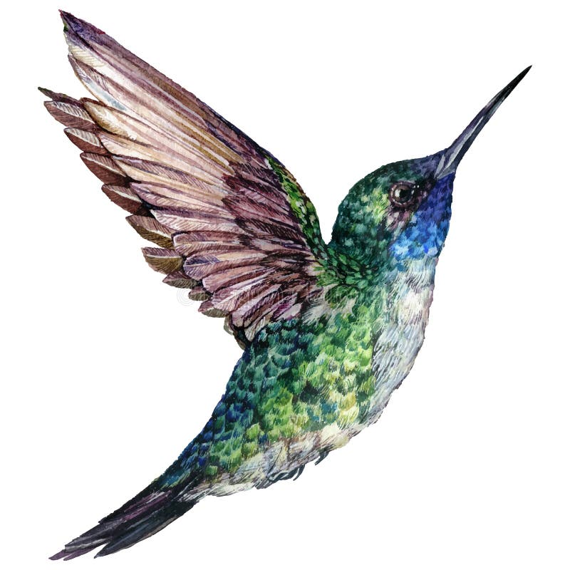 Idrocolore, illustrazione realistica dell’uccello volante illustrazione di stock