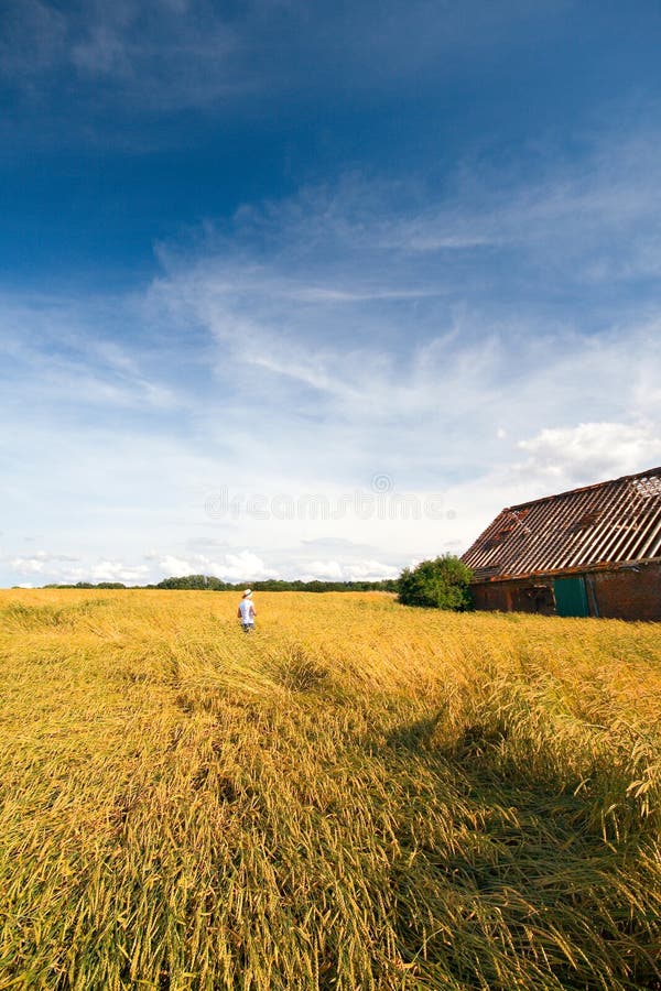 Young women with straw hat walking through a wheat field in summer, old barn nearby. Young women with straw hat walking through a wheat field in summer, old barn nearby