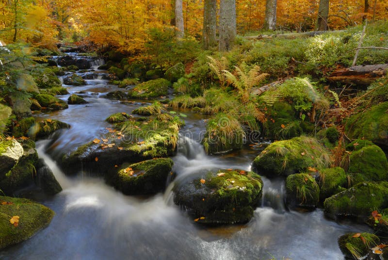 The river Kleine Ohe in the Bavarian Forest in the fall. The river Kleine Ohe in the Bavarian Forest in the fall.