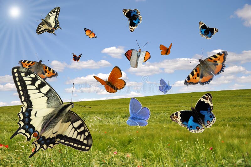 Flying colorful butterflies in front of a idyllic landscape in summertime. Flying colorful butterflies in front of a idyllic landscape in summertime.