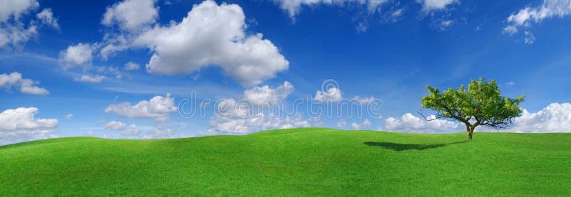 Idyll, panoramic landscape, lonely tree among green fields, blue sky and white clouds in the background. Idyll, panoramic landscape, lonely tree among green fields, blue sky and white clouds in the background