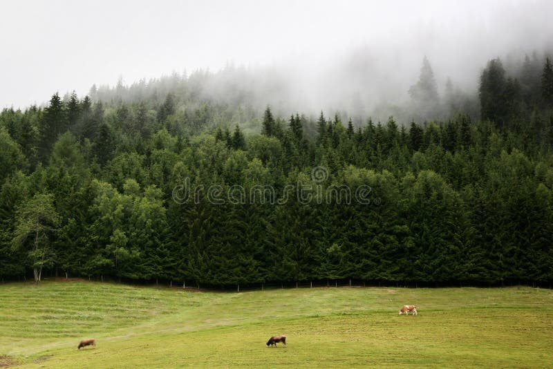 An idyll morning with cows, fir-forest and fog. An idyll morning with cows, fir-forest and fog