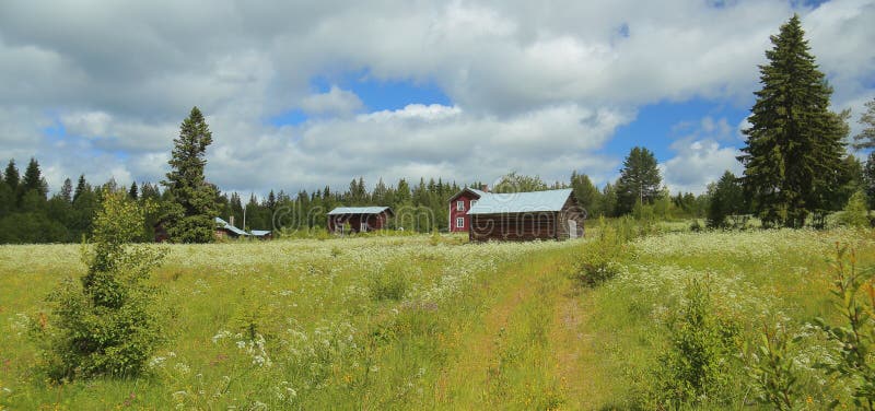 Idyllic blossoming meadow with several farm buildings in Vaesterbotten in Sweden stock photography