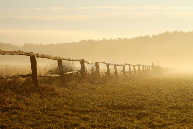 Idilliaco recinto, il pascolo dei cavalli di mattina con la nebbia fluttuante sopra il terreno.