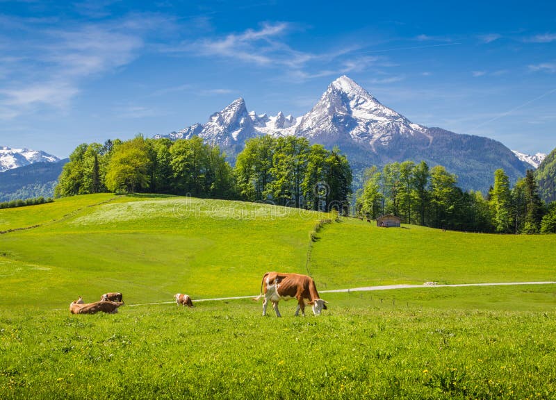 Idylické lete krajiny v Alpách s kravy pasúce sa na čerstvé zelené horské pasienky a sneh vrcholky hôr v pozadí, Nationalpark Berchtesgadener Land, Horné Bavorsko, Nemecko.