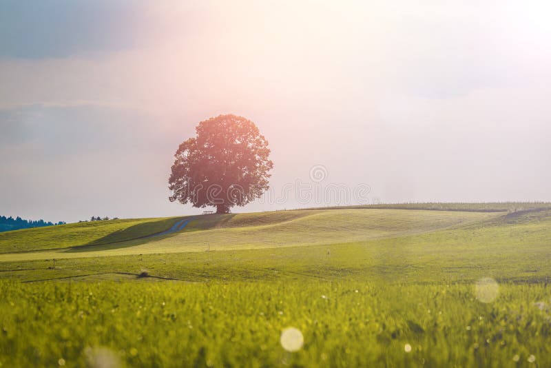 Idyllic landscape scenery in summer: Tree and green meadow, blue sky